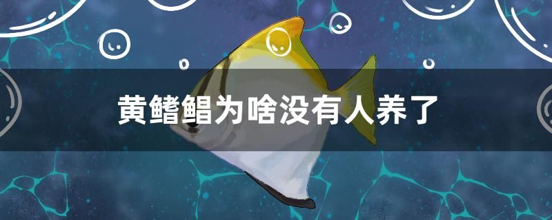 黃鰭鯧為啥沒有人養(yǎng)了 青龍魚