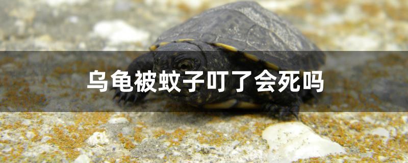 烏龜被蚊子叮了會(huì)死嗎 海水魚(yú)