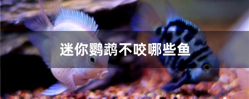 迷你鸚鵡不咬哪些魚 細線銀板魚苗