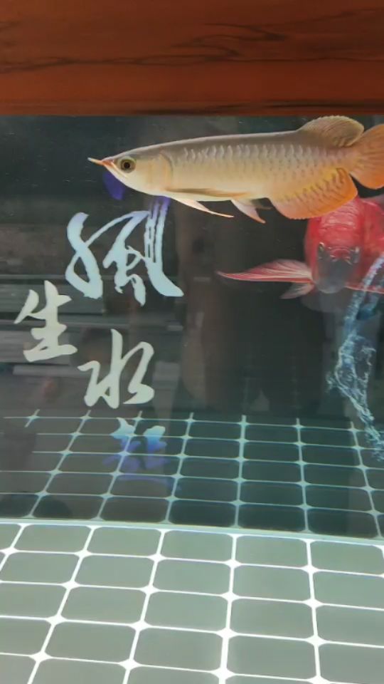 小魚回來第十天狀態(tài)無敵 觀賞魚論壇