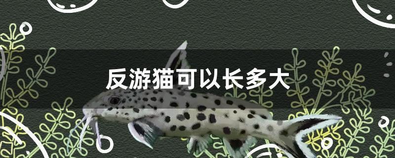 反游貓可以長(zhǎng)多大 廣州觀賞魚魚苗批發(fā)市場(chǎng)