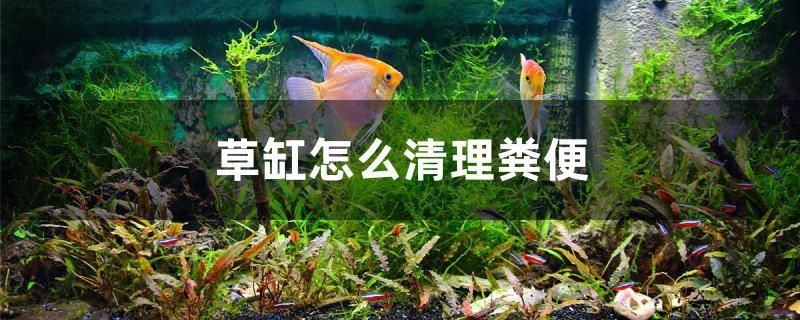 草缸怎么清理糞便 祥龍龍魚(yú)魚(yú)糧