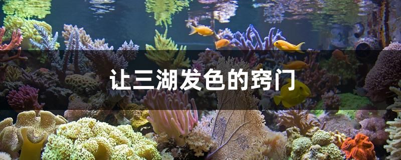 讓三湖發(fā)色的竅門 黃金達摩魚