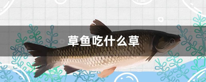 草魚吃什么草 紅勾銀版魚