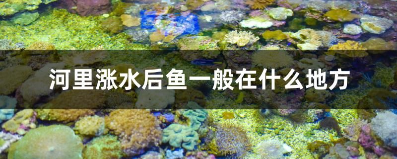 河里漲水后魚一般在什么地方 奈及利亞紅圓點(diǎn)狗頭