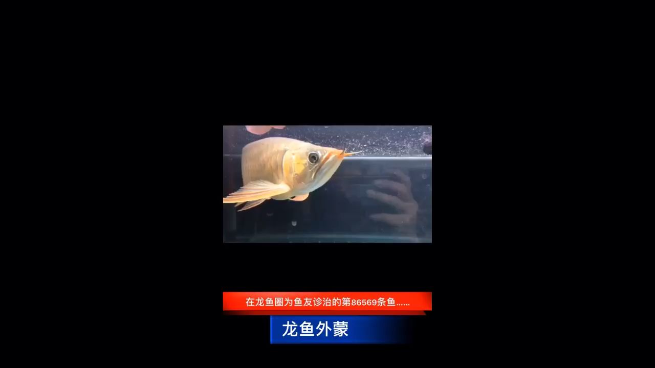 龍魚外蒙～越快處理，恢復(fù)速度也越快 觀賞魚論壇