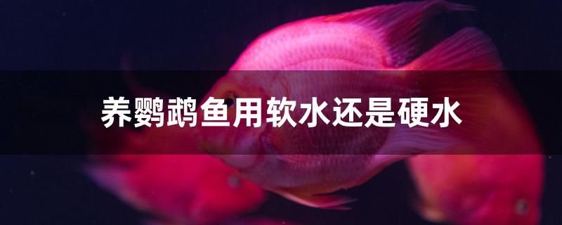 養(yǎng)鸚鵡魚(yú)用軟水還是硬水