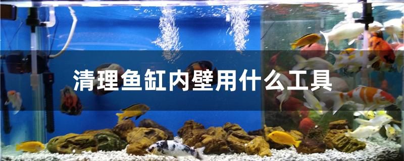 清理魚缸內(nèi)壁用什么工具 狗頭魚