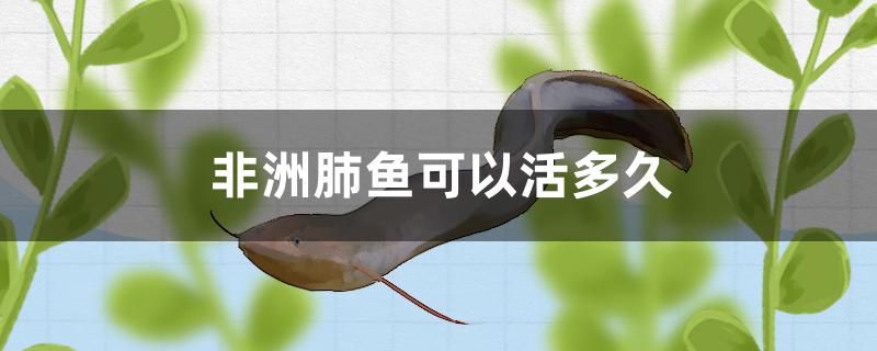 非洲肺魚可以活多久 魚缸定做