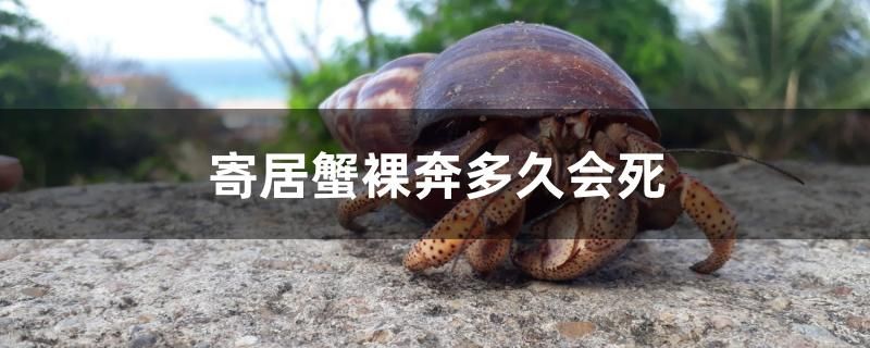 寄居蟹裸奔多久會(huì)死 球鯊魚