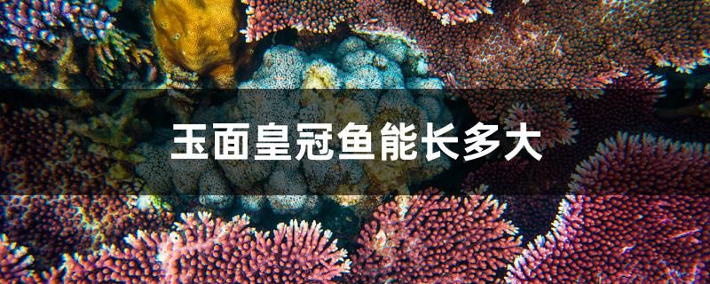 玉面皇冠魚能長(zhǎng)多大 魚缸等水族設(shè)備