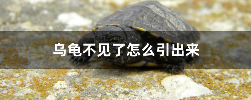 烏龜不見(jiàn)了怎么引出來(lái) 申古銀版魚(yú)