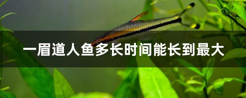 一眉道人魚多長時間能長到最大 短身紅龍魚