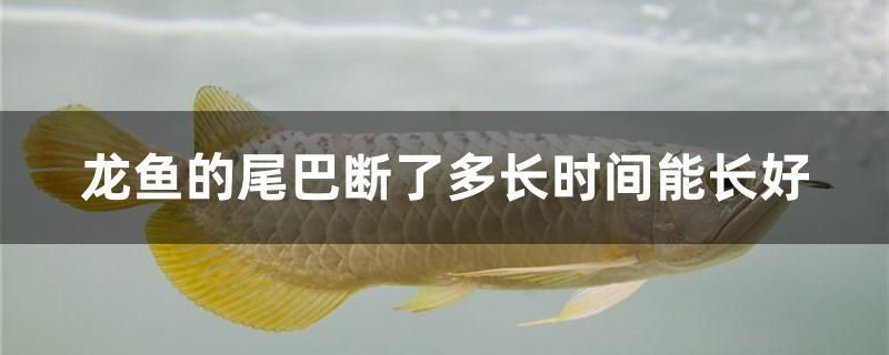 龍魚的尾巴斷了多長時間能長好 祥龍超血紅龍魚