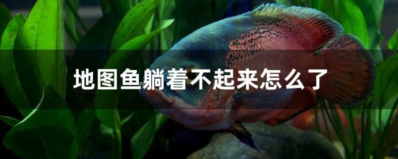 地圖魚躺著不起來怎么了 斑馬狗頭魚