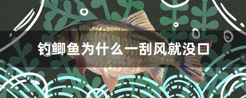 釣鯽魚為什么一刮風(fēng)就沒口 水草