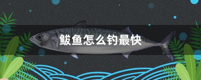 鲅魚(yú)怎么釣最快 黃鰭鯧魚(yú)