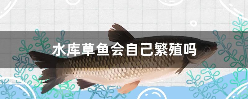 水庫草魚會自己繁殖嗎 月光鴨嘴魚