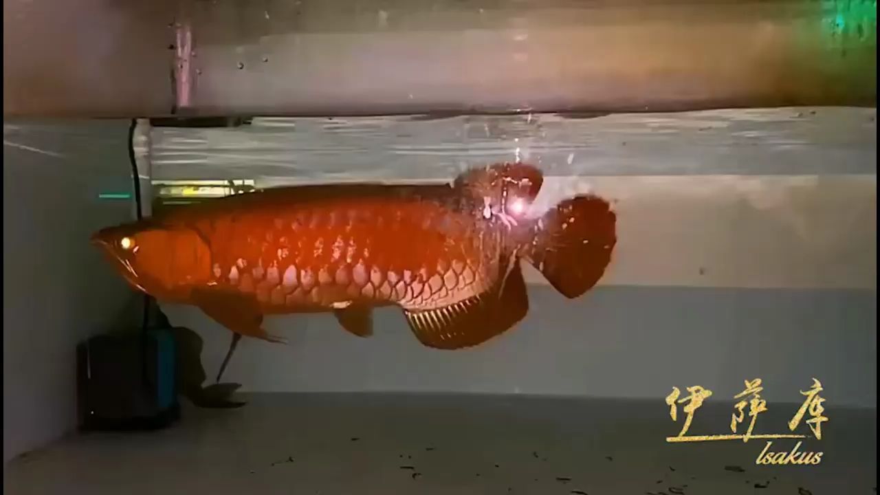 欣賞美麗的滿(mǎn)片大紅龍 觀(guān)賞魚(yú)論壇