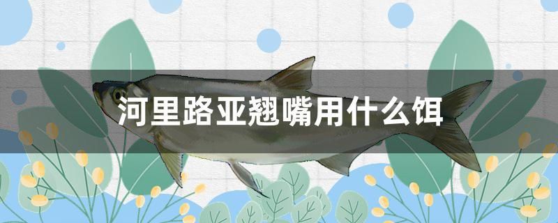 河里路亞翹嘴用什么餌 大白鯊魚苗