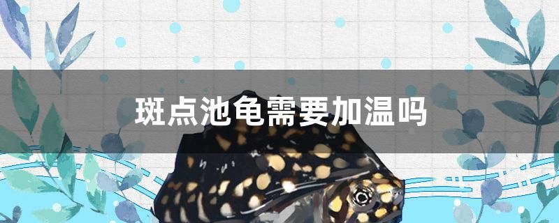 斑點池龜需要加溫嗎 斯維尼關刀魚