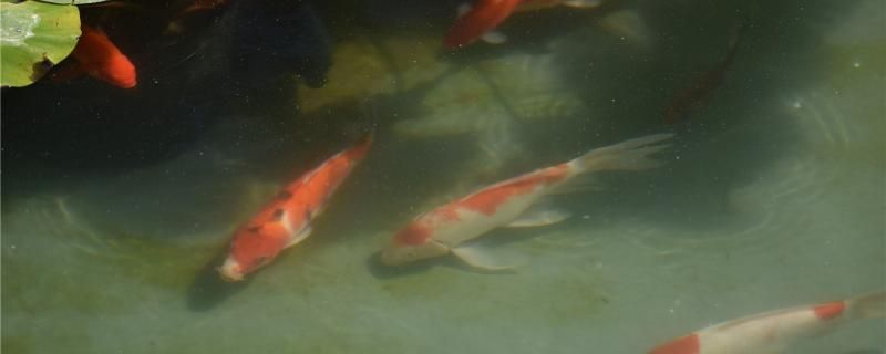 20cm錦鯉喂食量吃幾粒吃什么飼料好 食人魚（水虎）