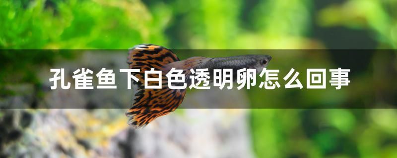 孔雀魚(yú)下白色透明卵怎么回事