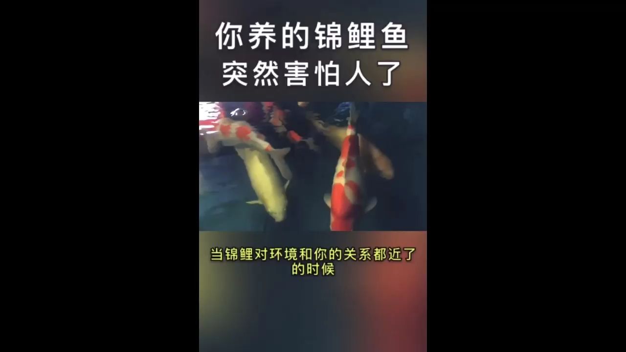 你養(yǎng)的錦鯉魚為什么突然怕人了？ 觀賞魚論壇 第1張