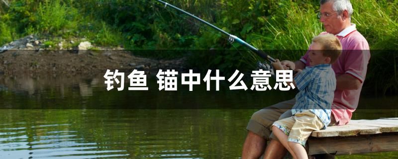 釣魚 錨中什么意思 紅龍魚百科