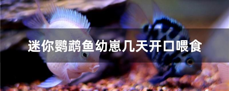 迷你鸚鵡魚幼崽幾天開口喂食