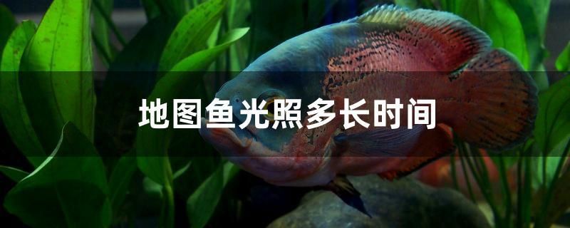 地圖魚光照多長(zhǎng)時(shí)間 廣州觀賞魚批發(fā)市場(chǎng)