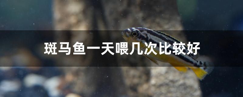 斑馬魚(yú)一天喂幾次比較好 泰龐海蓮魚(yú)