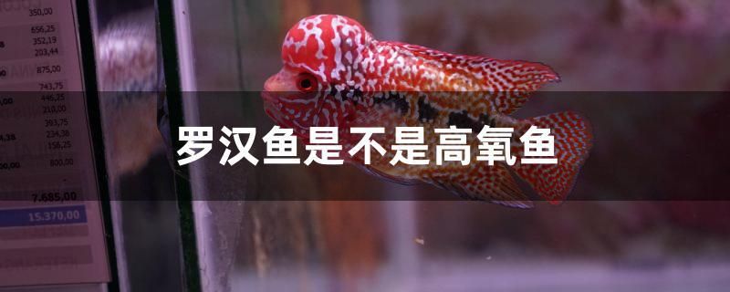 羅漢魚是不是高氧魚