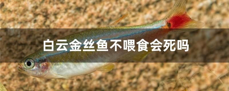 白云金絲魚不喂食會死嗎 熱帶魚魚苗批發(fā)