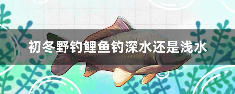 初冬野釣鯉魚(yú)釣深水還是淺水 純血皇冠黑白魟魚(yú)