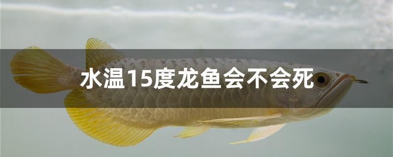 水溫15度龍魚會不會死 熊貓異形魚L46