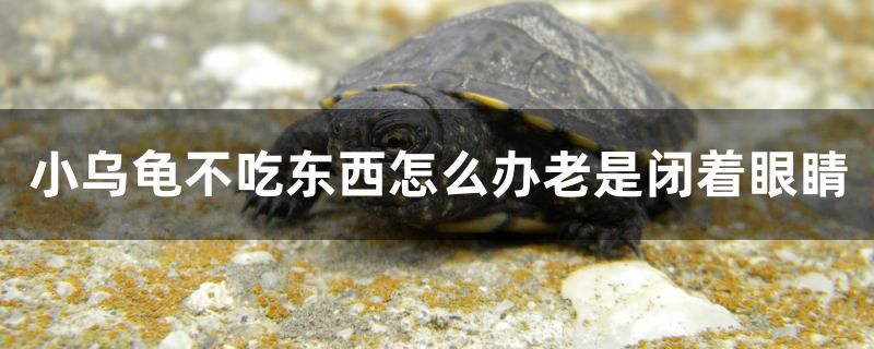 小烏龜老閉著眼睛不吃東西怎么辦 埃及神仙魚