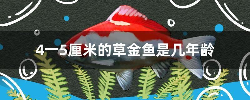 4一5厘米的草金魚是幾年齡 麥肯斯銀版魚