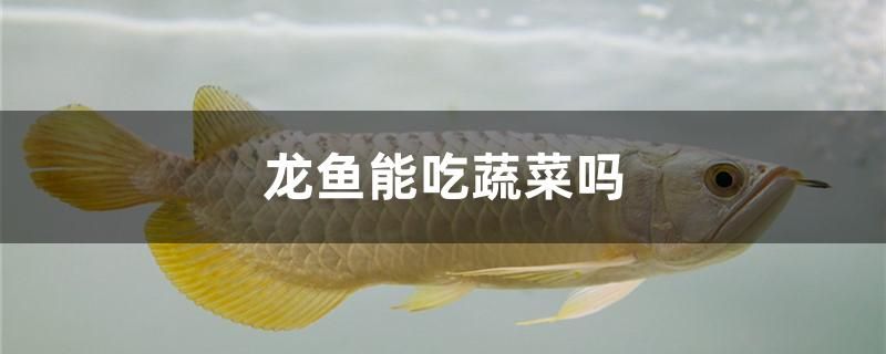 龍魚(yú)能吃蔬菜嗎 野生埃及神仙魚(yú)