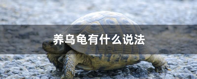 養(yǎng)烏龜有什么說法 觀賞魚進出口