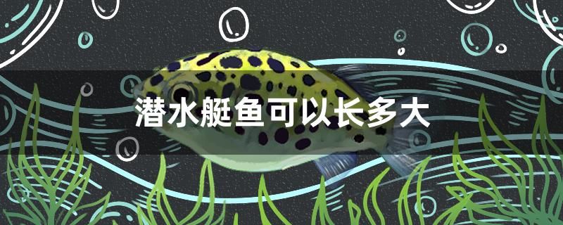 潛水艇魚可以長多大 眼斑魚