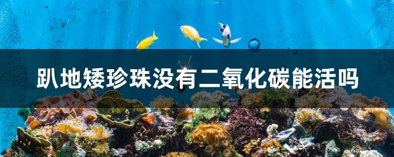 趴地矮珍珠沒(méi)有二氧化碳能活嗎 杰西卡恐龍魚(yú)