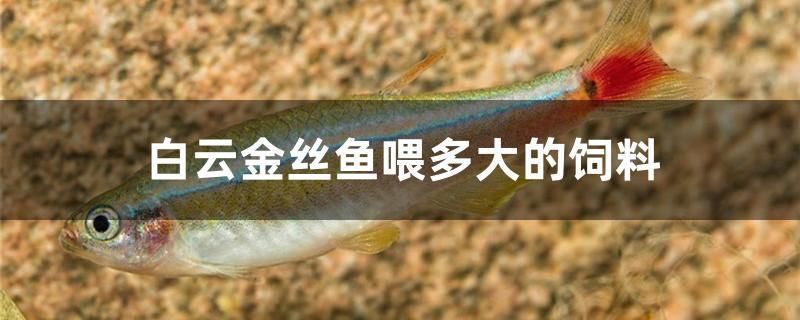 白云金絲魚喂多大的飼料 元寶鳳凰魚專用魚糧