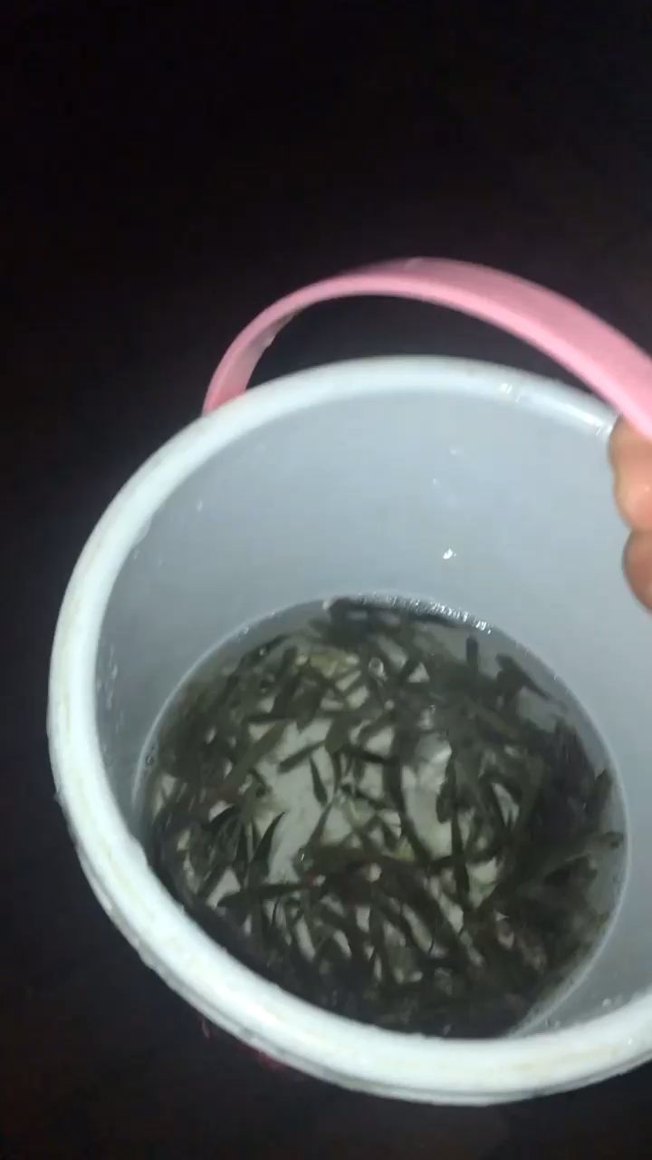 小活魚(yú)晚餐、自助餐 觀賞魚(yú)論壇 第1張