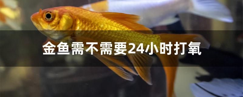 金魚需不需要24小時打氧 細線銀板魚苗