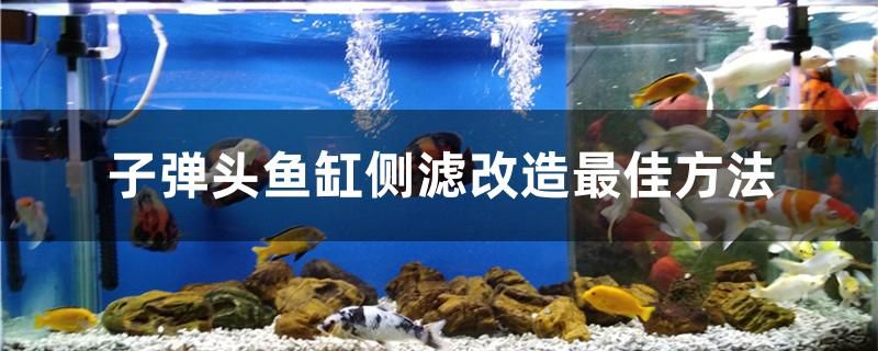 子彈頭魚缸側(cè)濾改造方法是什么