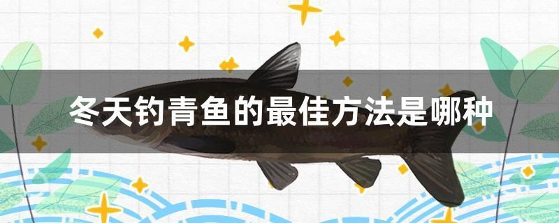 冬天釣青魚的最佳方法是哪種 祥龍水族濾材/器材