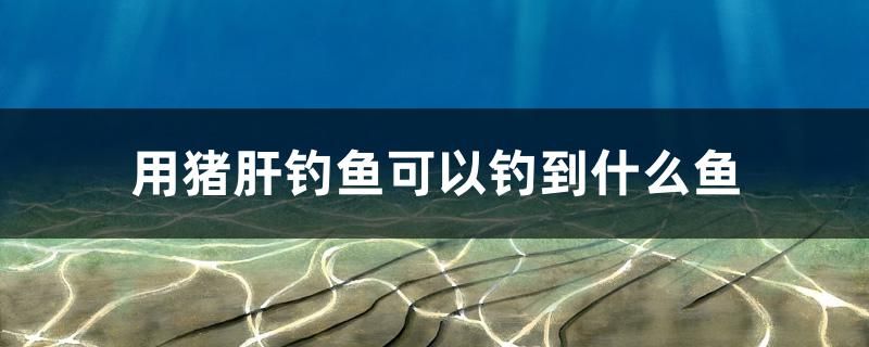 用豬肝釣魚可以釣到什么魚 福滿鉆魚