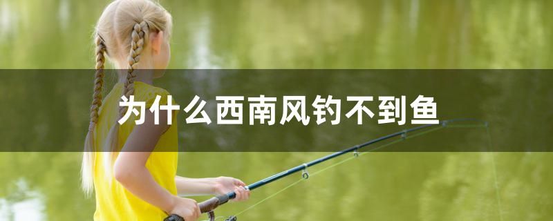 為什么西南風釣不到魚