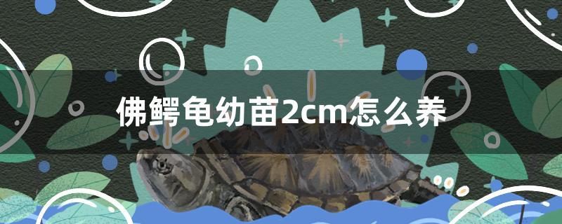 佛鱷龜幼苗2cm怎么養(yǎng)